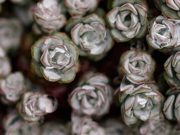 Sedum 2