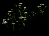 Light and Shade