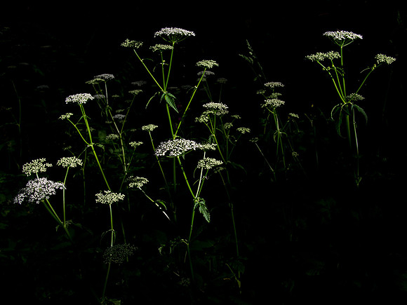 Light and Shade
