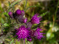 Thistle