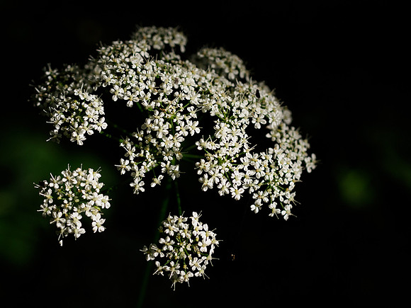 Cow Parsley