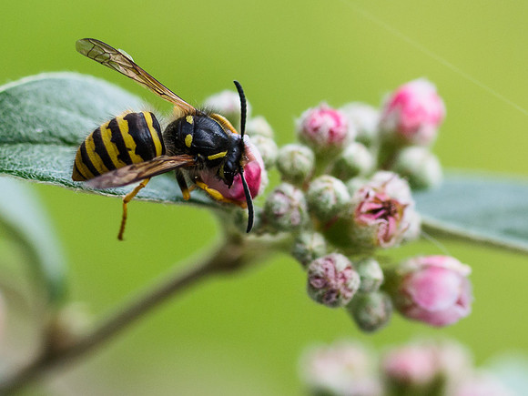 Wasp 1