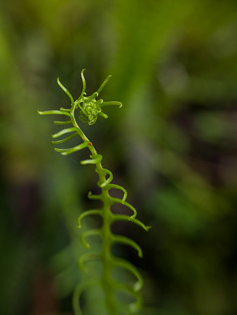 Ladder Fern