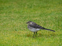 20140609-Garden-R6092765