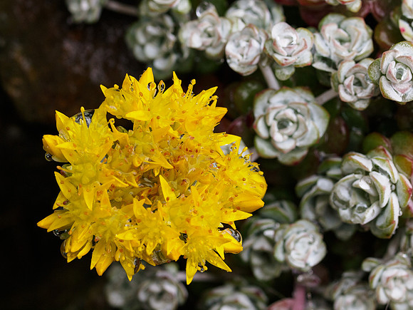 Sedum 1