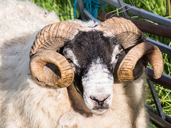 Horns