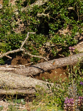 Record of a Kingfisher