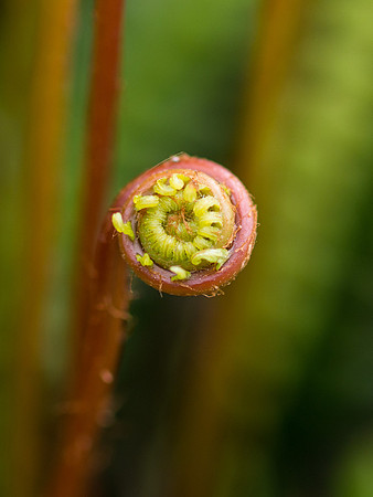 Coiled Fern 1