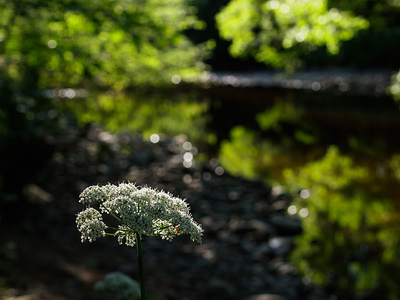 Cow Parsley by the Enrick