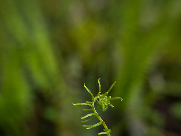 Ladder Fern