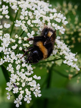 Bees on Cow Parsley 3