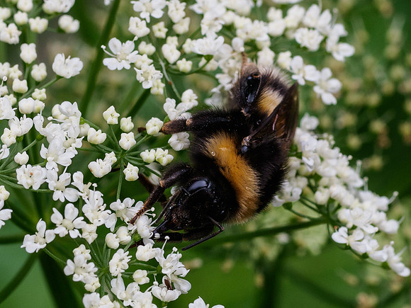 Bees on Cow Parsley 2