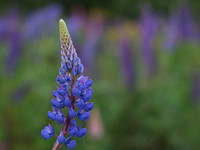 Lupins
