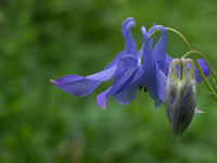 Aquilegia