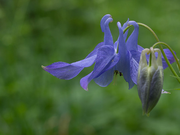 Aquilegia