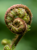 Coiled Fern 2