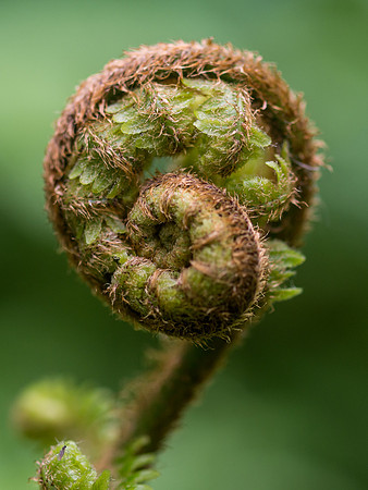 Coiled Fern 2