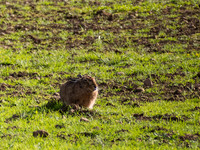 Hare