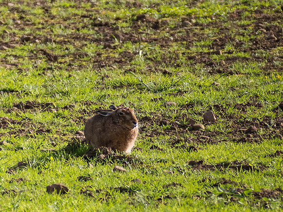 Hare