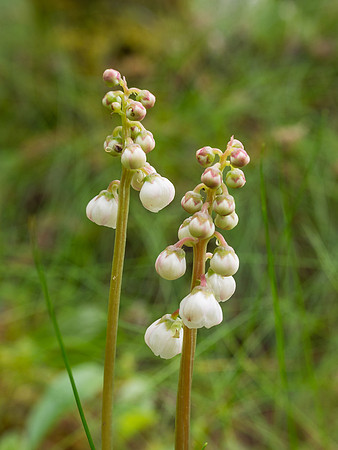 Unknown Wild Flower