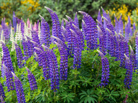 Leaning Lupins