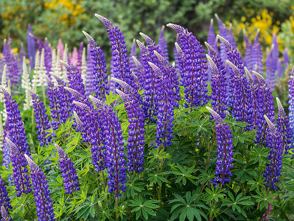 Leaning Lupins