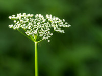 Anthriscus sylvestris - Cow Parsley