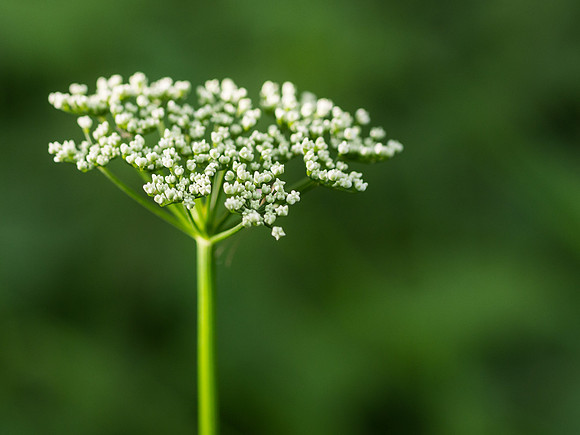 Anthriscus sylvestris - Cow Parsley