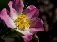 Rosa canina
