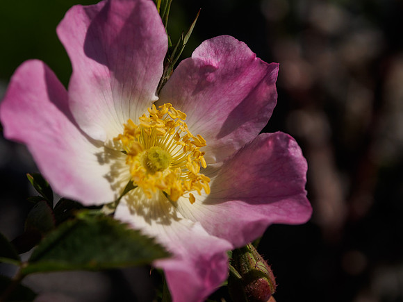 Rosa canina