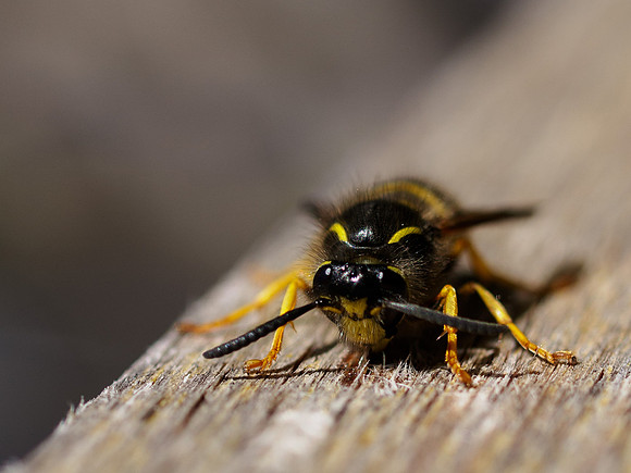Wasp 1
