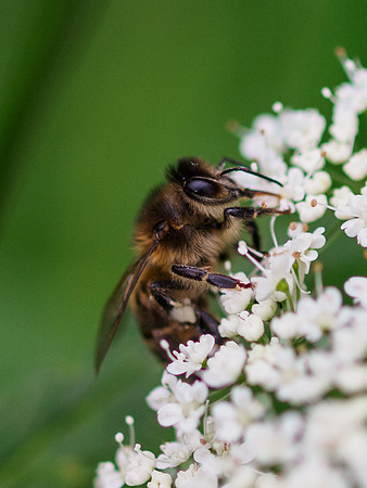 Bees on Cow Parsley 4