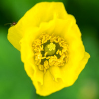 Welsh Poppy or Yellow Horned Poppy