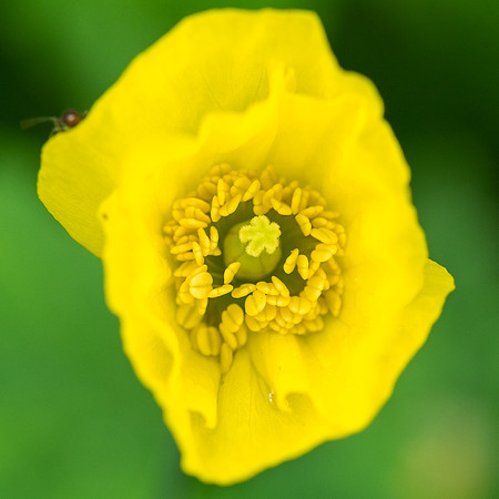 Welsh Poppy or Yellow Horned Poppy