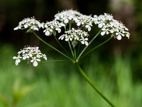 Anthriscus sylvestris or Cow Parsley