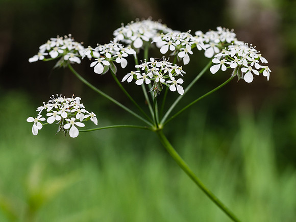Anthriscus sylvestris or Cow Parsley
