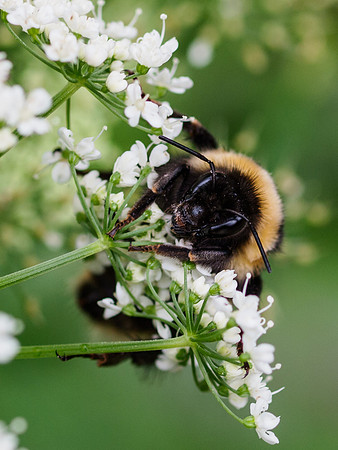 Bees on Cow Parsley 1