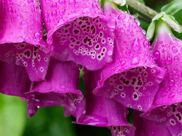 Wet Foxglove Flowers