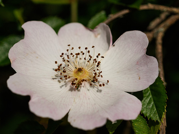 Dog Rose