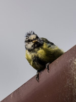 Scruffy Blue Tit