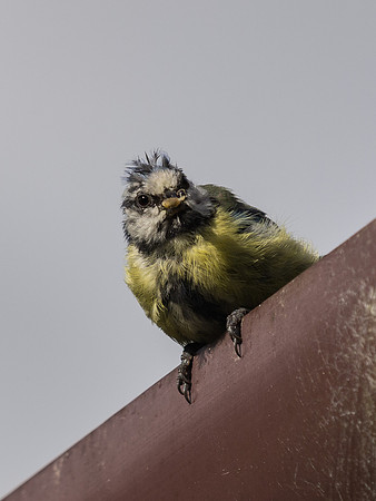 Scruffy Blue Tit