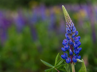 Lupin Land