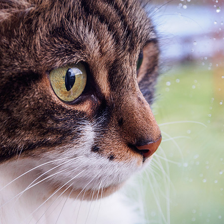 20140126-Pets-V1260004