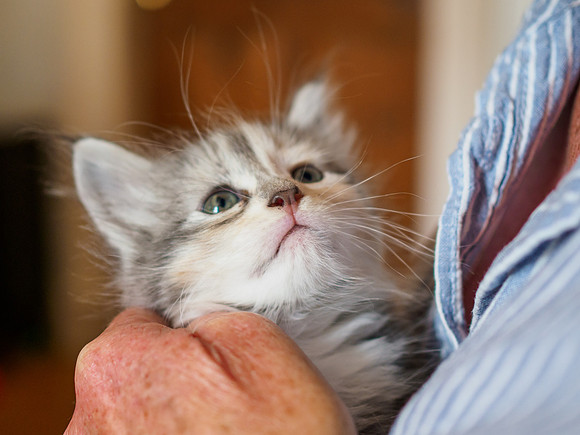 Kitten at 6 Weeks