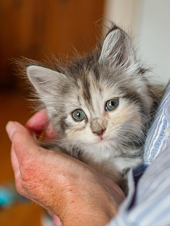 Kitten at 6 Weeks