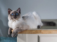 Poser