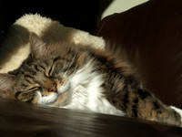 20110215-Cats-P2150626