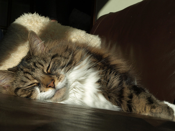 20110215-Cats-P2150626