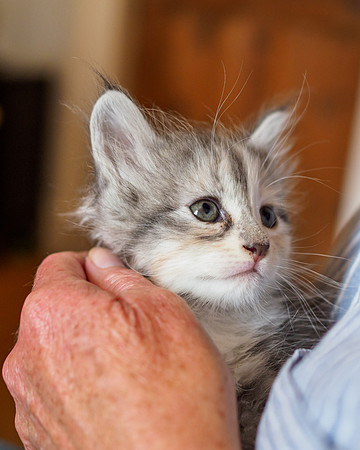 Kitten at 6 Weeks