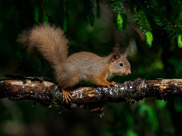 Red Squirrel (Sciurus vulgaris)